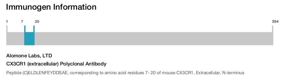 CX3CR1 (extracellular) Polyclonal Antibody