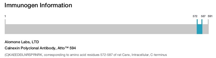 Calnexin Polyclonal Antibody, Atto™ 594