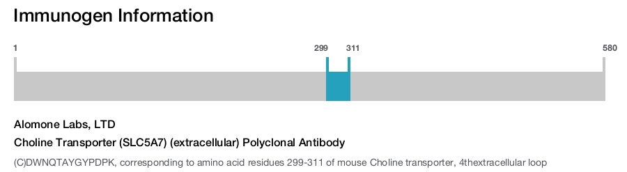 Choline Transporter (SLC5A7) (extracellular) Polyclonal Antibody