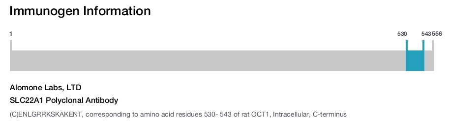 SLC22A1 Polyclonal Antibody