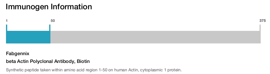 beta Actin Polyclonal Antibody, Biotin