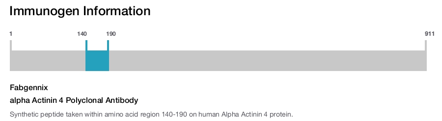 alpha Actinin 4 Polyclonal Antibody