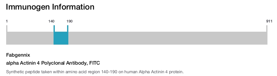 alpha Actinin 4 Polyclonal Antibody, FITC