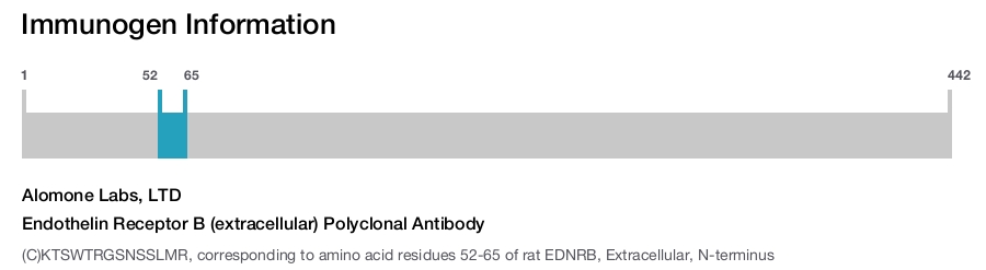 Endothelin Receptor B (extracellular) Polyclonal Antibody
