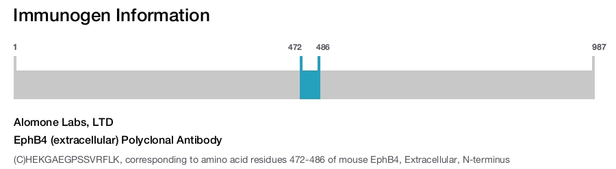 EphB4 (extracellular) Polyclonal Antibody