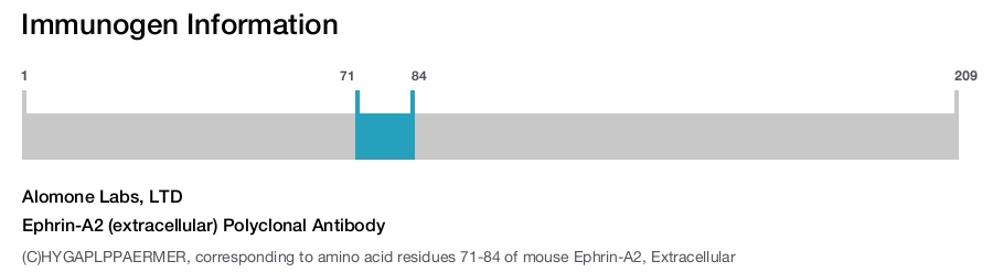 Ephrin-A2 (extracellular) Polyclonal Antibody
