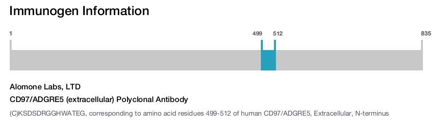 CD97/ADGRE5 (extracellular) Polyclonal Antibody