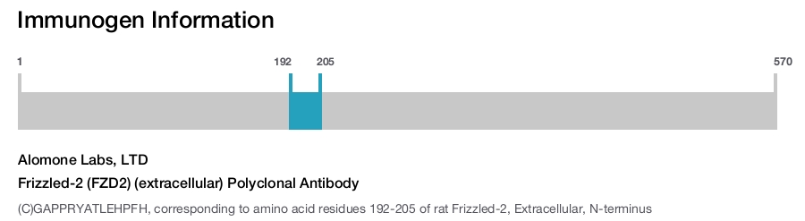 Frizzled-2 (FZD2) (extracellular) Polyclonal Antibody