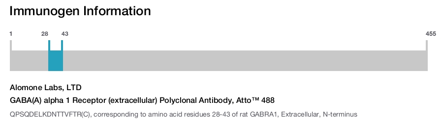 GABA(A) alpha 1 Receptor (extracellular) Polyclonal Antibody, Atto™ 488