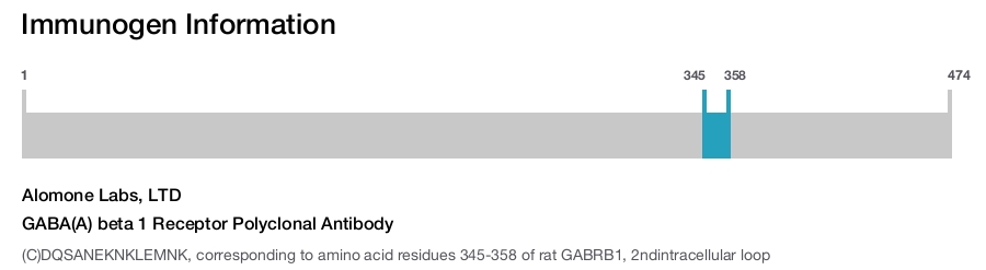 GABA(A) beta 1 Receptor Polyclonal Antibody