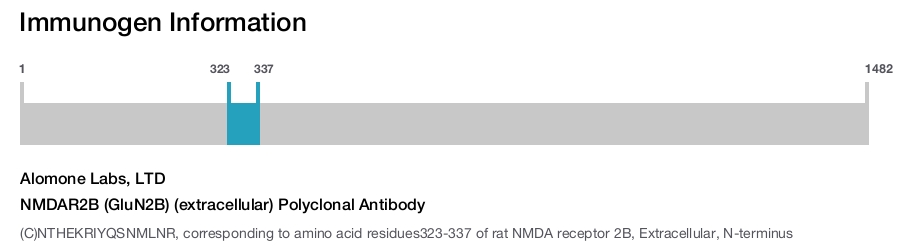 NMDAR2B (GluN2B) (extracellular) Polyclonal Antibody