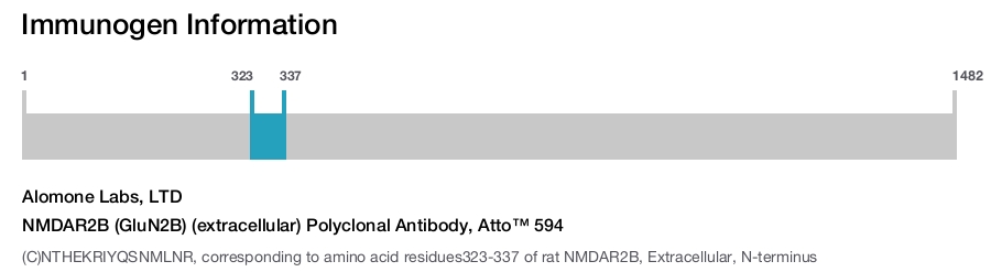 NMDAR2B (GluN2B) (extracellular) Polyclonal Antibody, Atto™ 594