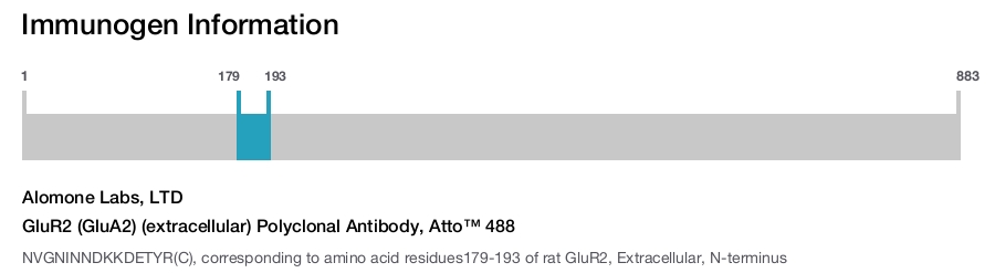 GluR2 (GluA2) (extracellular) Polyclonal Antibody, Atto™ 488