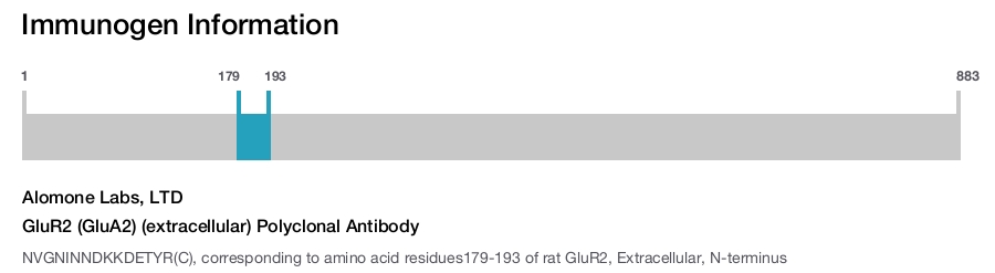 GluR2 (GluA2) (extracellular) Polyclonal Antibody