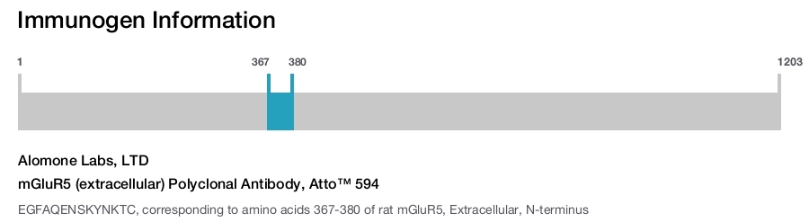 mGluR5 (extracellular) Polyclonal Antibody, Atto™ 594