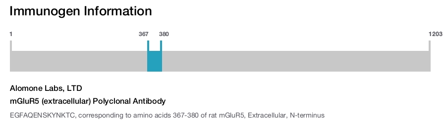mGluR5 (extracellular) Polyclonal Antibody
