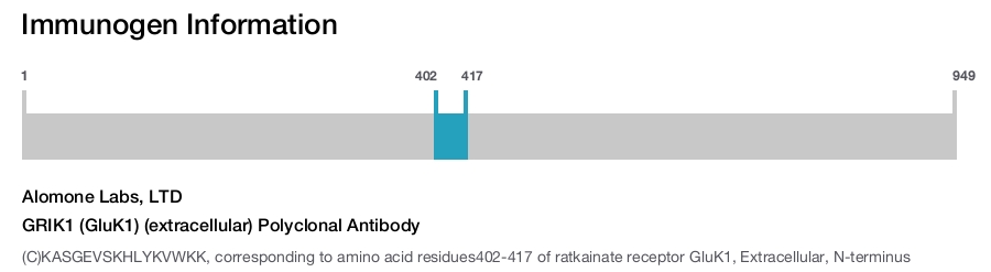 GRIK1 (GluK1) (extracellular) Polyclonal Antibody