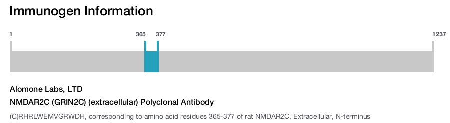 NMDAR2C (GRIN2C) (extracellular) Polyclonal Antibody