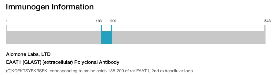 EAAT1 (GLAST) (extracellular) Polyclonal Antibody