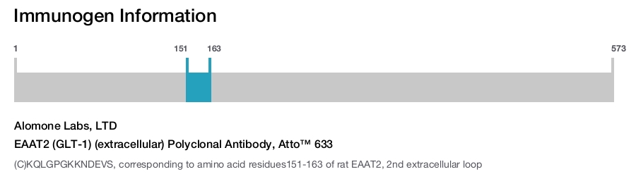 EAAT2 (GLT-1) (extracellular) Polyclonal Antibody, Atto™ 633
