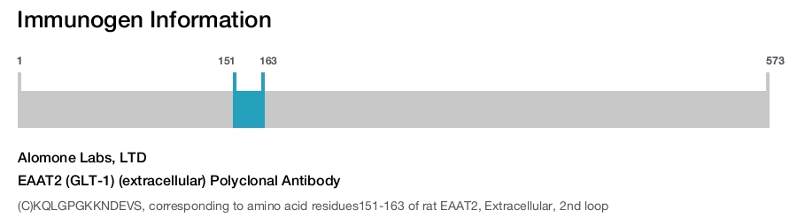 EAAT2 (GLT-1) (extracellular) Polyclonal Antibody