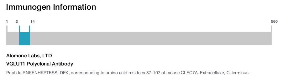 VGLUT1 Polyclonal Antibody