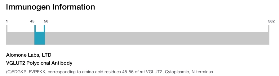 VGLUT2 Polyclonal Antibody