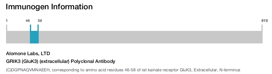 GRIK3 (GluK3) (extracellular) Polyclonal Antibody