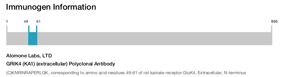 GRIK4 (KA1) (extracellular) Polyclonal Antibody
