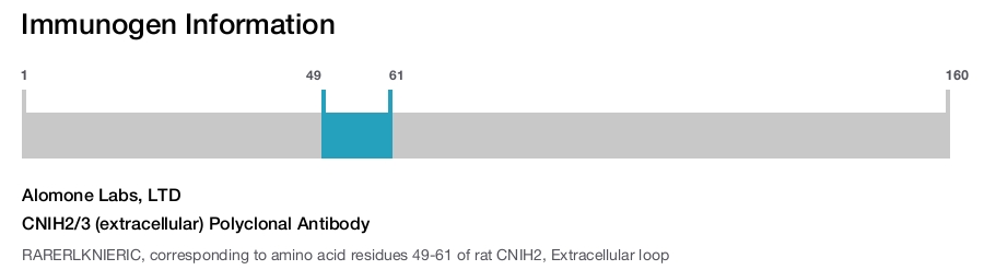 CNIH2/3 (extracellular) Polyclonal Antibody