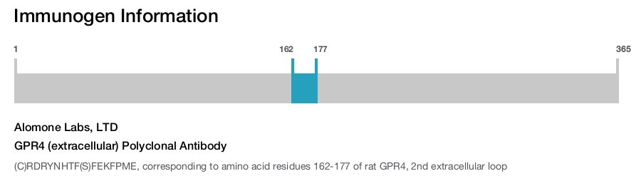 GPR4 (extracellular) Polyclonal Antibody