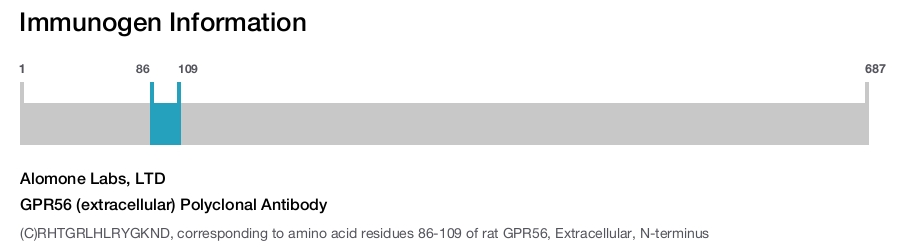 GPR56 (extracellular) Polyclonal Antibody