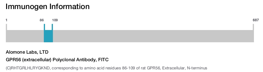 GPR56 (extracellular) Polyclonal Antibody, FITC