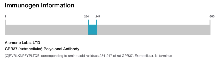 GPR37 (extracellular) Polyclonal Antibody