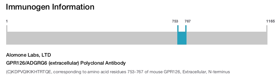 GPR126/ADGRG6 (extracellular) Polyclonal Antibody