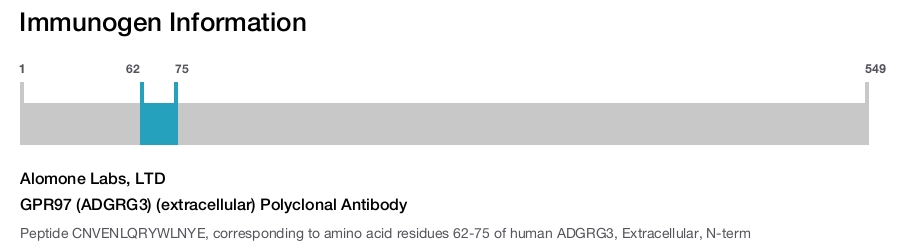 GPR97 (ADGRG3) (extracellular) Polyclonal Antibody