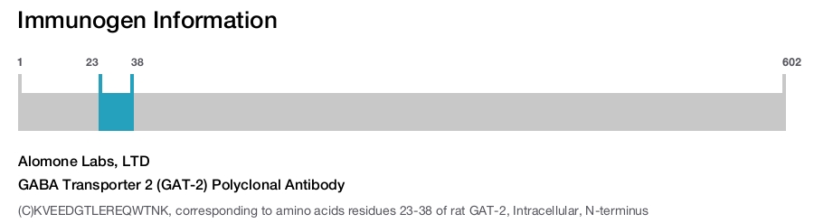 GABA Transporter 2 (GAT-2) Polyclonal Antibody