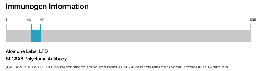 SLC6A8 Polyclonal Antibody