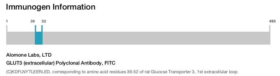 GLUT3 (extracellular) Polyclonal Antibody, FITC