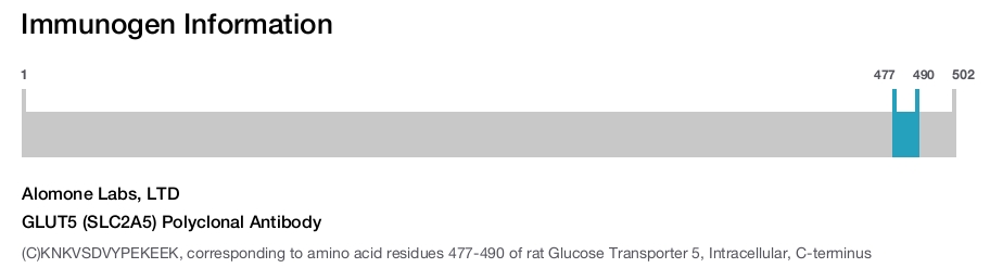 GLUT5 (SLC2A5) Polyclonal Antibody