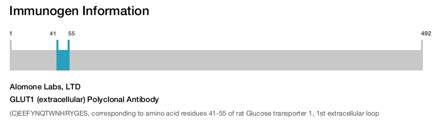 GLUT1 (extracellular) Polyclonal Antibody