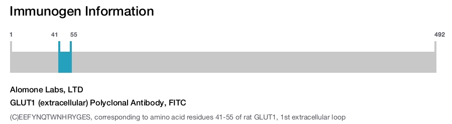 GLUT1 (extracellular) Polyclonal Antibody, FITC