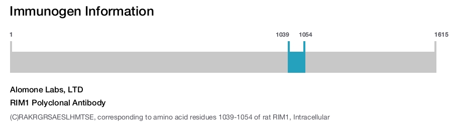 RIM1 Polyclonal Antibody