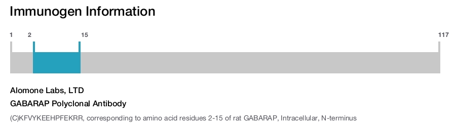GABARAP Polyclonal Antibody