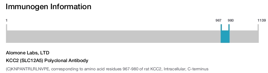 KCC2 (SLC12A5) Polyclonal Antibody