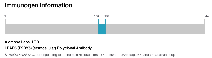 LPAR6 (P2RY5) (extracellular) Polyclonal Antibody
