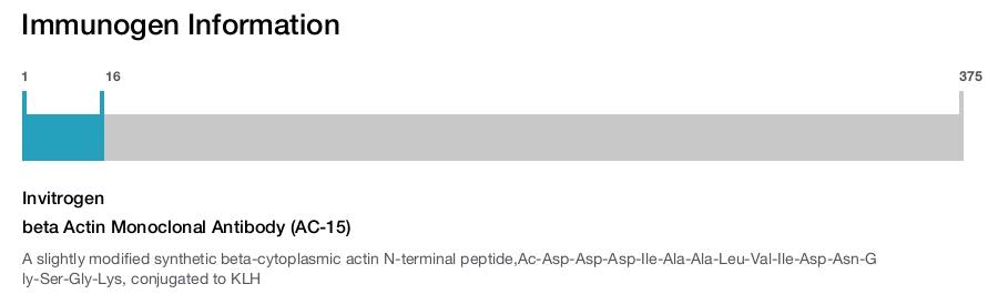 beta Actin Monoclonal Antibody (AC-15)