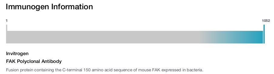 FAK Polyclonal Antibody
