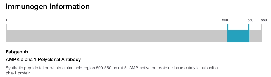 AMPK alpha 1 Polyclonal Antibody