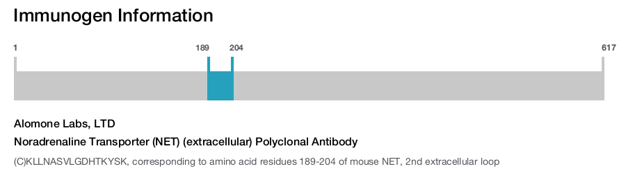 Noradrenaline Transporter (NET) (extracellular) Polyclonal Antibody